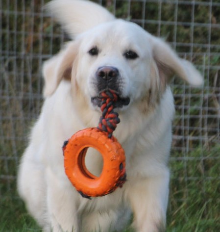 Golden Retriever